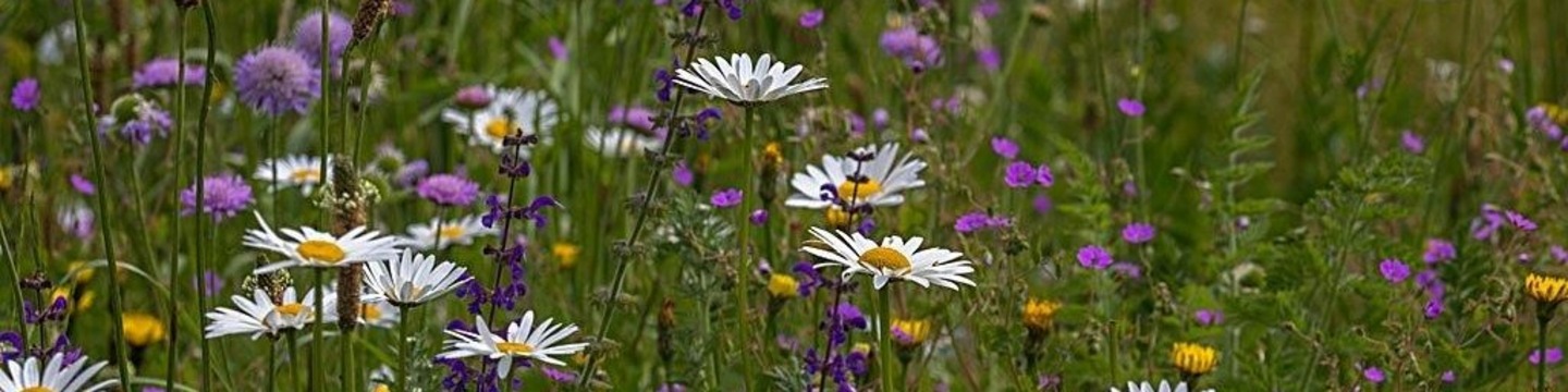 Een mix van wilde bloemen tussen gras
