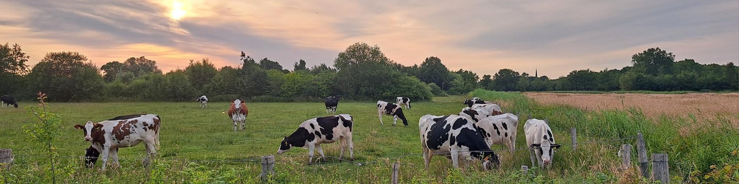 Koeien in de wei bij Lage Heide