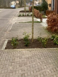 Klein plantvak met hederabeplanting